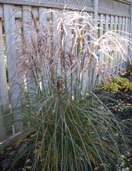 Miscanthus sinensis 'Huron Sunrise'