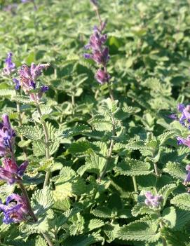 Nepeta x 'Early Bird'