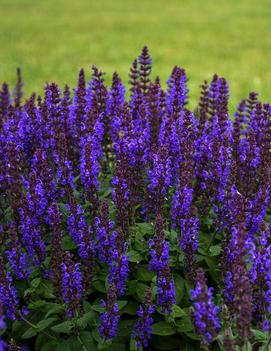 Salvia nemorosa 'Bumbleblue' (PP30084)