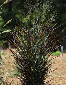 Panicum virgatum 'Hot Rod' (PP26074)