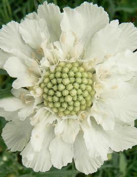 Scabiosa caucasica 'Perfecta Alba'