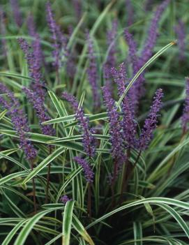 Liriope muscari 'Variegata'