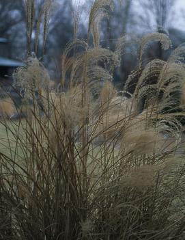 Miscanthus sinensis 'November Sunset'