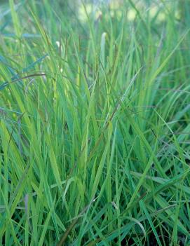 Panicum virgatum 'Hanse Herms'