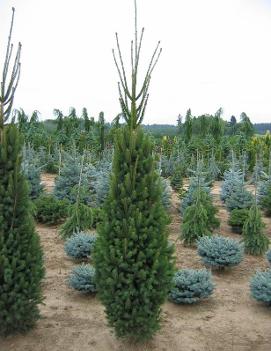 Picea abies 'Cupressina'