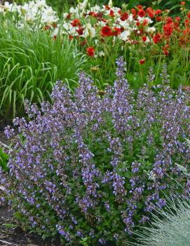 Nepeta faassenii 'Purrsian Blue' (PP24788)