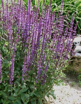 Salvia nemorosa 'Caradonna'