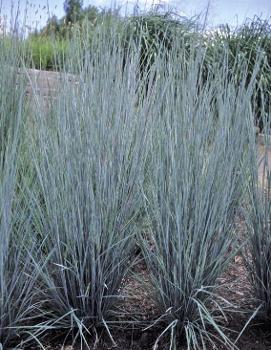 Schizachyrium scoparium 'Prairie Blues'