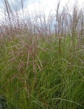 Miscanthus sinensis 'Gracillimus'