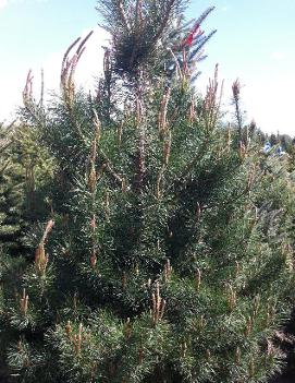 Pinus sylvestris