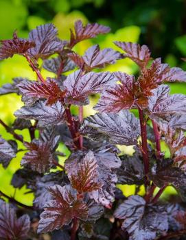 Physocarpus opulifolius Burgundy Candy® ('Podaras 1') (PP22361)