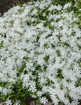 Phlox subulata 'Snowflake'