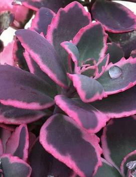 Sedum x 'Dream Dazzler' (PP22457)