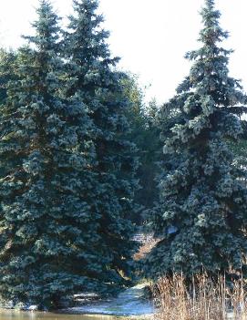 Picea pungens 'Hoopsii'