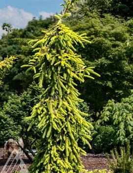 Picea abies 'Gold Drift'