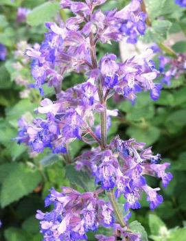 Nepeta faassenii 'Dropmore'