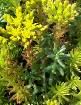 Sedum reflexum 'Green Spruce'