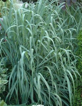 Panicum virgatum 'Dallas Blues' (PP11202)