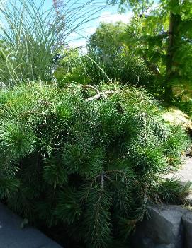 Pinus sylvestris 'Hillside Creeper'