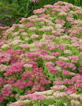 Sedum spectabile 'Hot Stuff' (PP17212, COPF)