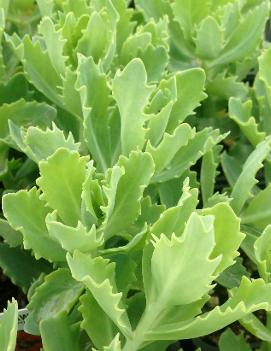 Sedum x 'Jaws' (PP17322)