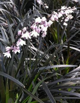 Ophiopogon planiscapus 'Nigrescens'