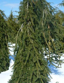 Picea abies 'Wartburg'