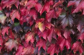 Parthenocissus tricuspidata 'Veitchii'