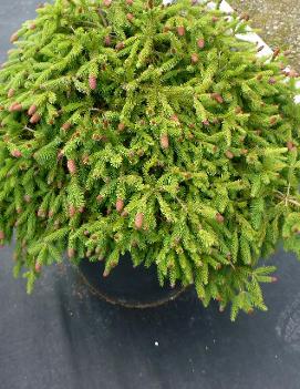 Picea abies 'Pusch'