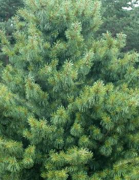 Pinus koraiensis 'Oculus Draconis'