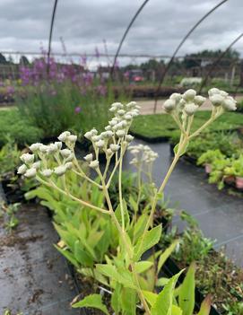 Parthenium integrifolium