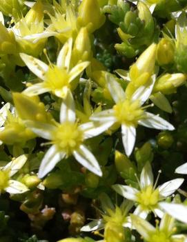 Sedum acre 'Oktoberfest'