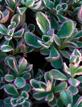 Sedum spurium 'Tricolor'