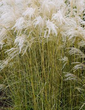 Miscanthus sinensis Little Fountain ('Kleine Fontaine')