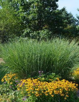 Panicum virgatum 'Cloud Nine'