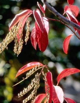 Oxydendrum arboreum