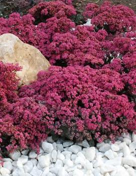 Sedum x 'Dazzleberry' (PP22457)