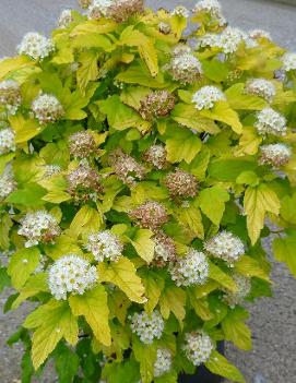 Physocarpus opulifolius 'Nugget'