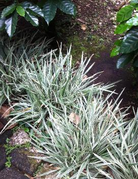 Liriope spicata 'Silver Dragon'