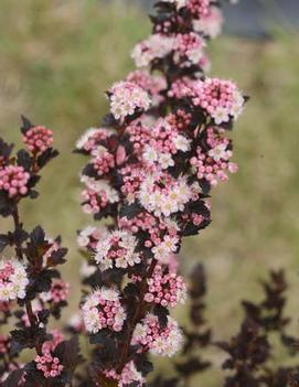 Physocarpus opulifolius Tiny Wine® ('SMPOTW') (PP26749, CPBR5128)