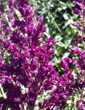 Salvia nemorosa 'Schwellenberg'