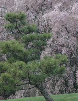 Pinus thunbergii