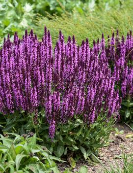 Salvia nemorosa 'Pink Profusion' (PP31435 CPBRAF)