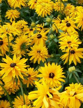 Rudbeckia hirta