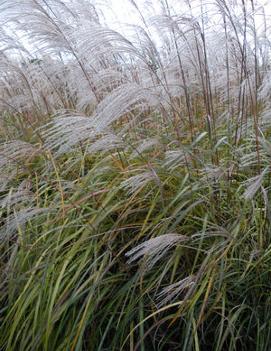 Miscanthus sinensis Blooming Wonder ('Blutenwunder')