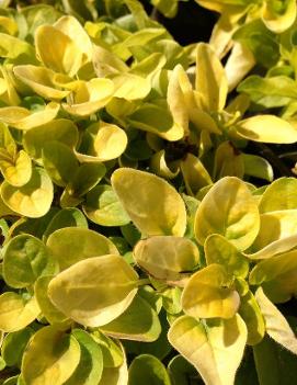 Origanum vulgare 'Aureum'