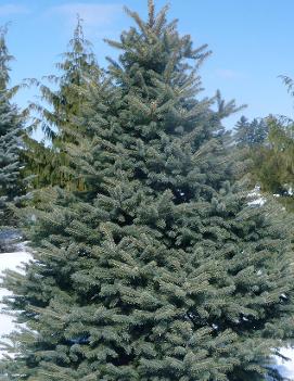 Picea pungens