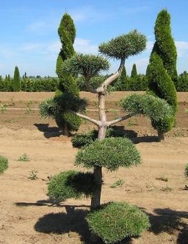 Pinus sylvestris 'Poodle Pine'