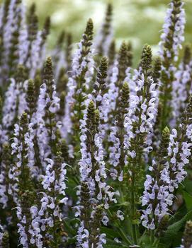 Salvia nemorosa 'Bumblesky' (PP30085)