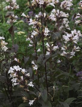 Penstemon digitalis 'Husker Red'